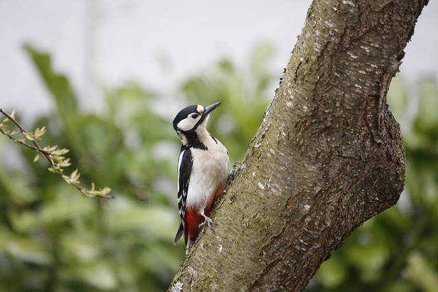 picture of a woodpecker 