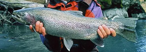 picture of a rainbow trout 