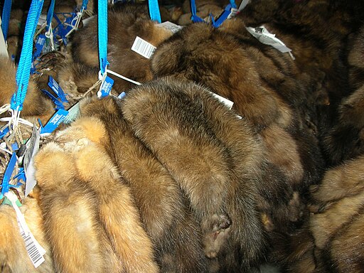 picture of sable pelts