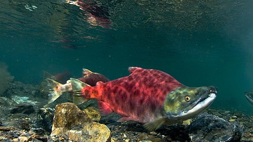 picture of a salmon swimming