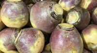 picture of a turnip