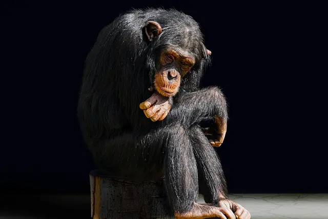 picture of a bored chimpanzee 