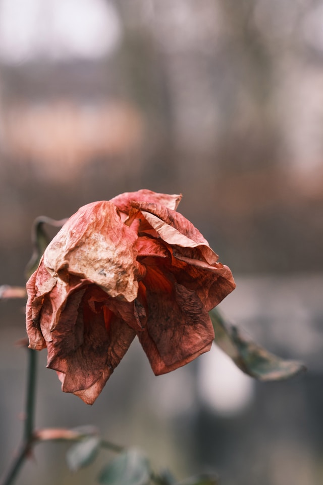 picture of a withered flower symbolizing grief 