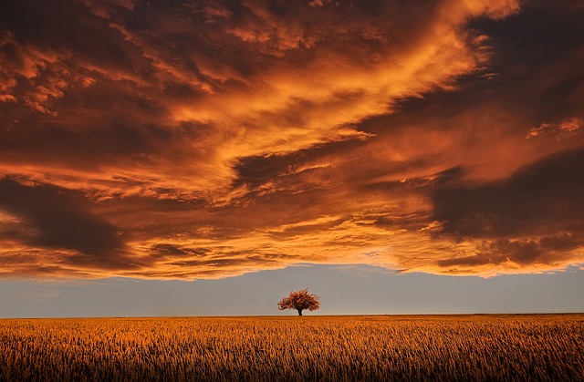 picture of a field at sunset