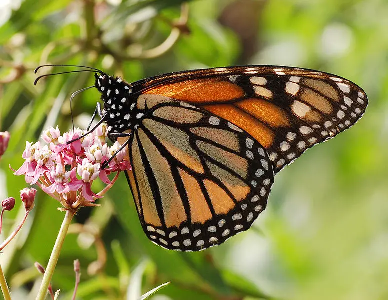 picture of a monarch butterfly 