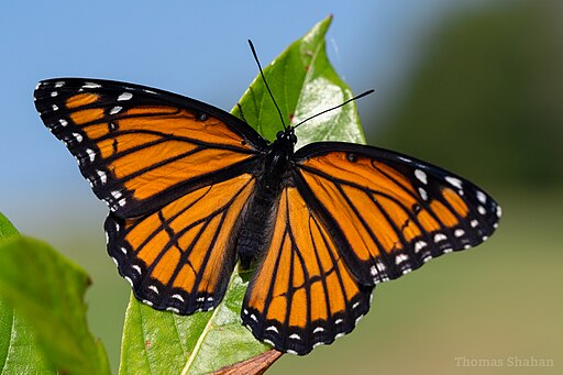 picture of a viceroy butterfly