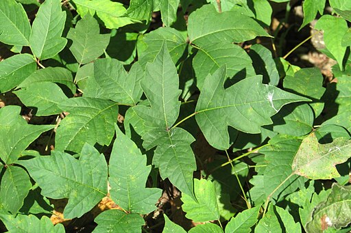 picture of poison ivy 