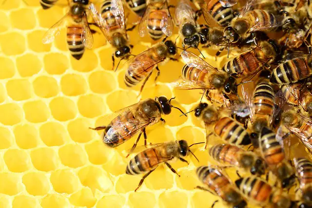 picture of a bees hive