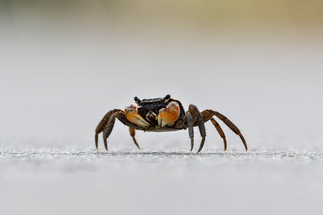 picture of a crab