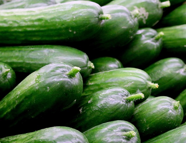 picture of persian cucumbers 