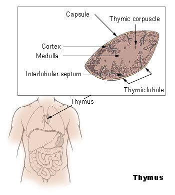 picture illustration of the Thymus Gland
