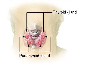 picture illustration of the Thyroid Gland