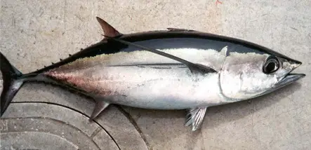picture of a Albacore fish