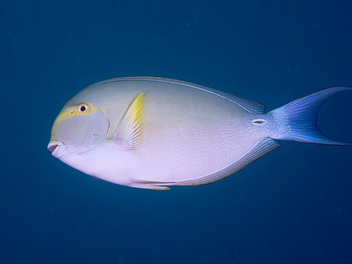 picture of a yellowfin fish