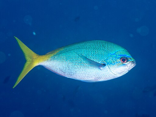 picture of a yellow tail fish