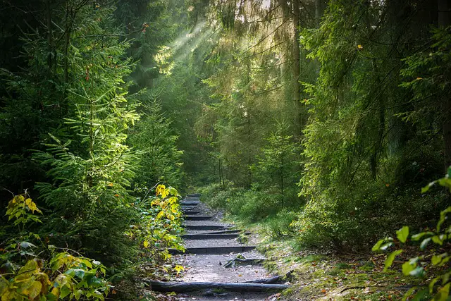 picture of a path