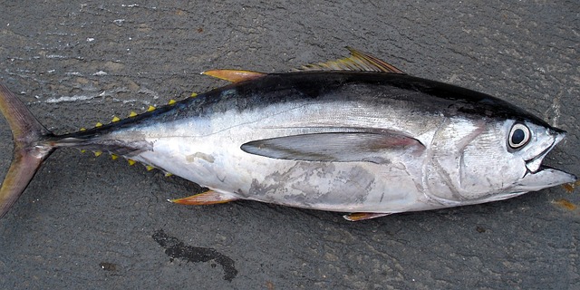 picture of a tuna fish