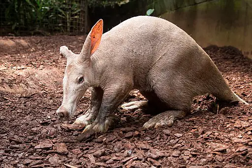 picture of an aardvark 