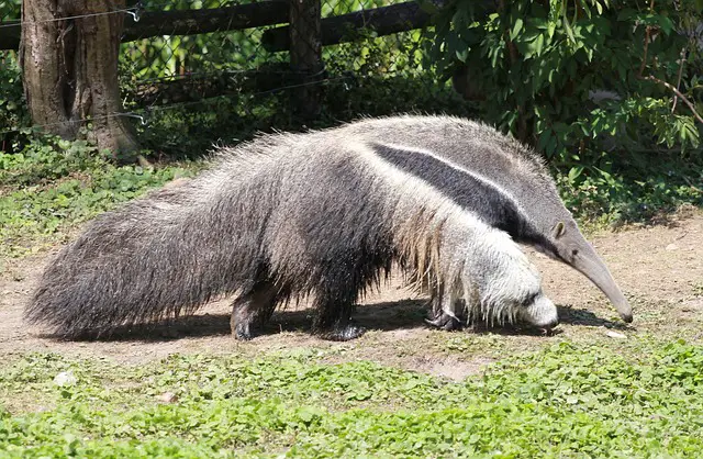 picture of an anteater 