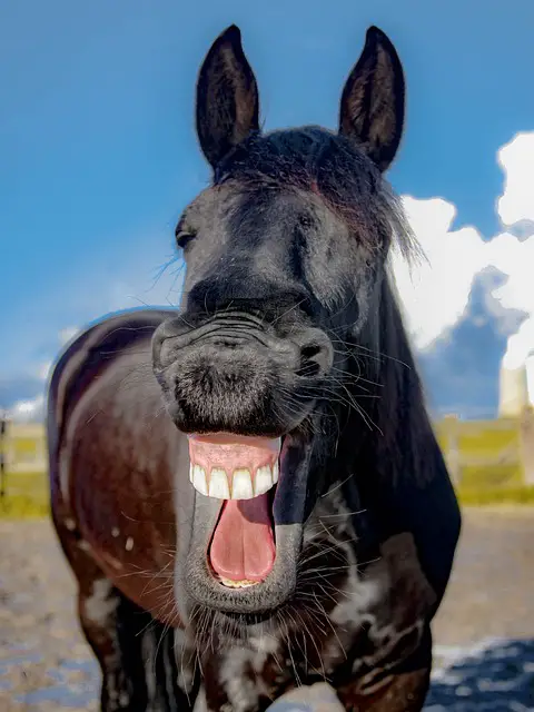 picture of a horse laughing 
