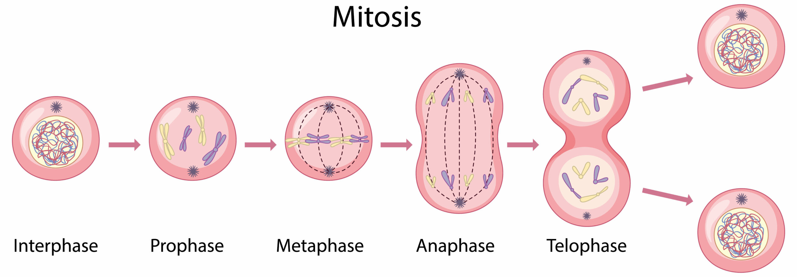 A picture of mitosis