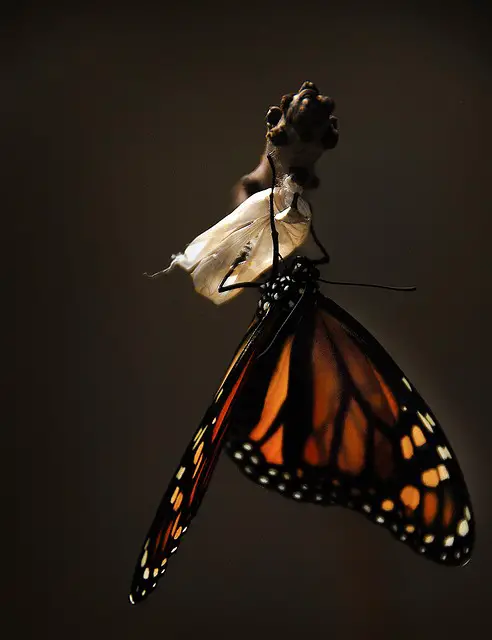picture of a transformation of a butterfly 