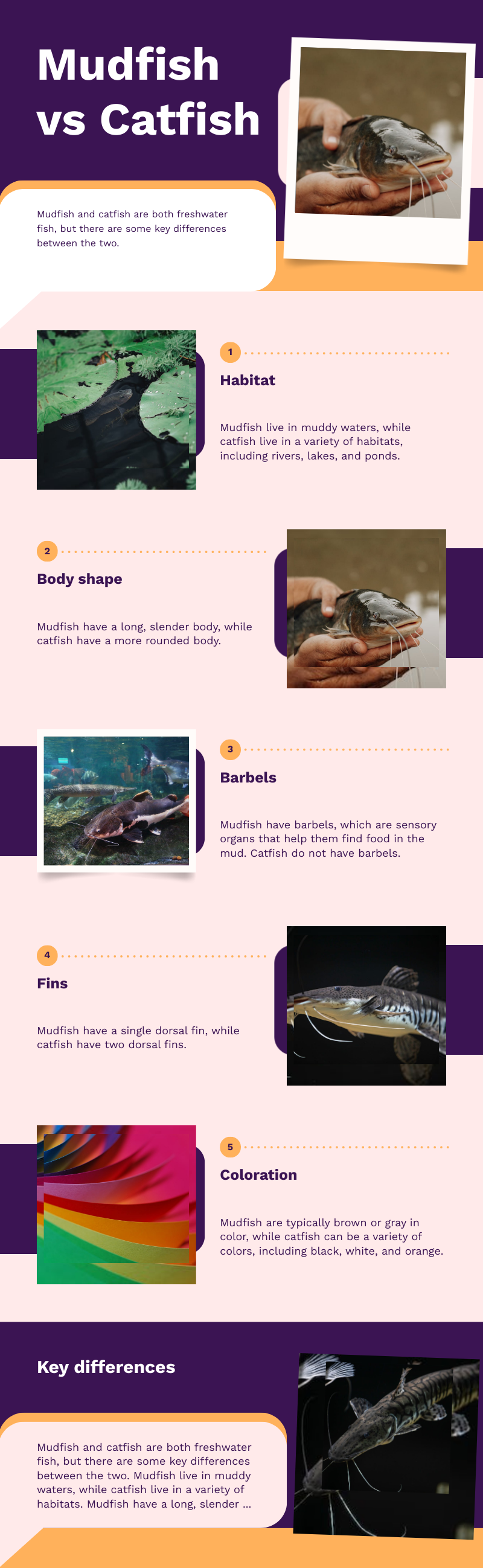 infographic for catfish vs mudfish