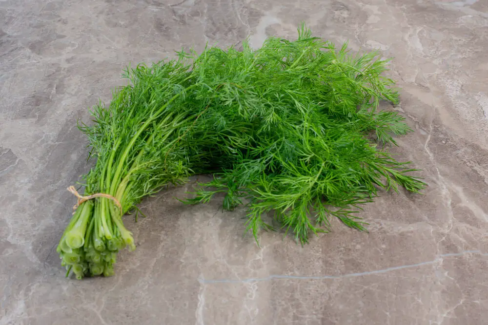 A picture of a Dill Weed  